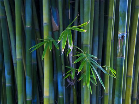 Japanese Bamboo Wallpapers 1024x768