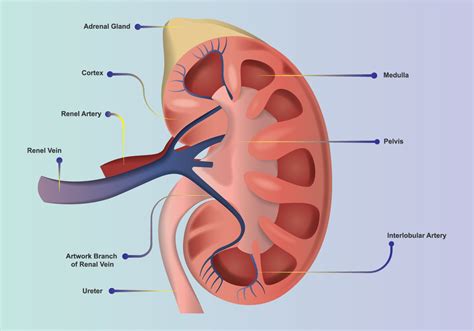 Kidney Anatomy 153190 Vector Art At Vecteezy