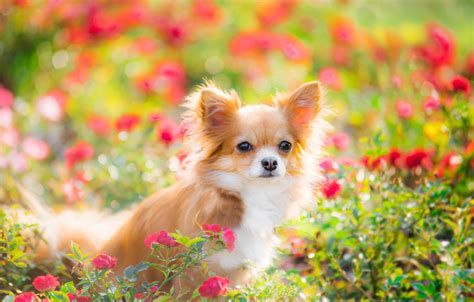Summer Cute Dogs Wallpapers Wallpaper Cave