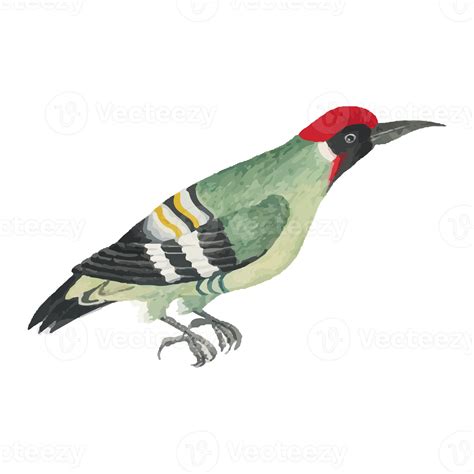 Free Exotic Bird Illustration 12661507 Png With Transparent Background