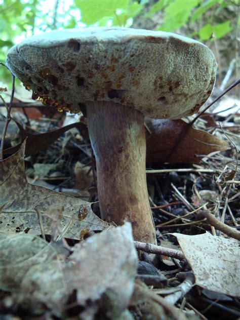 What Choice Edible Mushrooms Grow In North Illinois Wsmbmp
