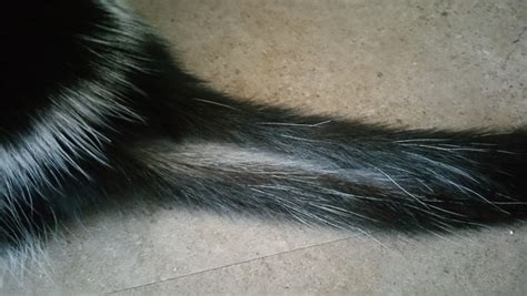 Cat Losing Fur From His Tail Mumsnet