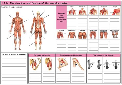 Ocr Gcse Pe Muscular System Revision Sheet Teaching Resources Gambaran