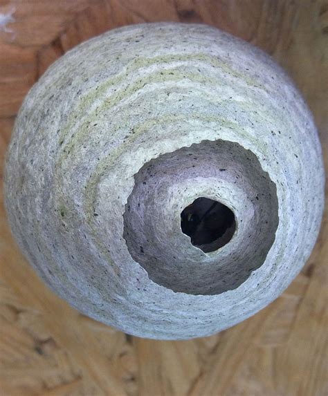 About Wild Animals How Do Wasps Make Their Paper Nests Wasp Nest