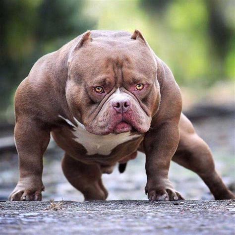Best Muscle Building Exercises For Dogs Big Dog Breeds Bully Breeds