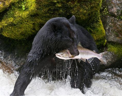 American Black Bear Catching A Salmon Black Bear American Black Bear