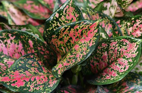 Chinese Evergreen Aglaonema Indoor Plant Care Guide