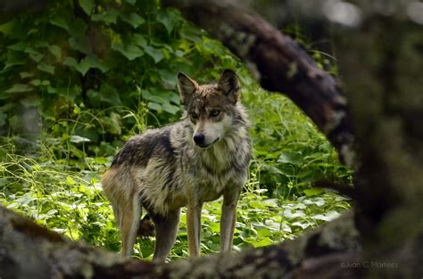 Canis Lupus Baileyi 6 Mexican Gray Wolf Canis Lupus Bai Flickr