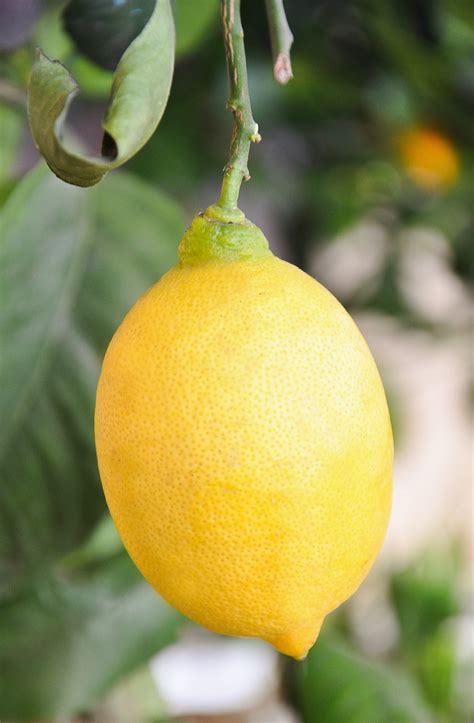 Lemon Sour Yellow Fruit Vitamins Free Image From
