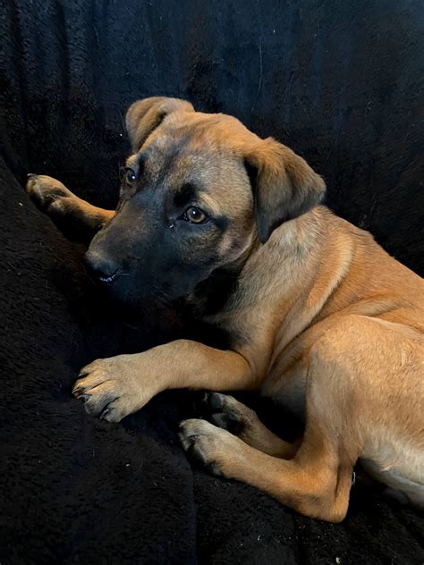 Black Mouth Cur Puppies For Sale Polk City Fl 444362