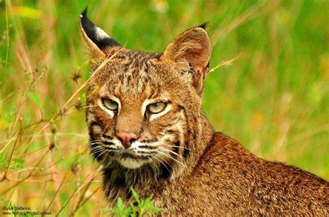 Maybe you would like to learn more about one of these? Photo by Joyce Stefancic at the Merritt Island National ...