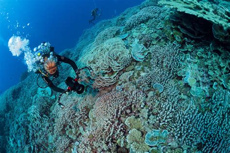 Coral Reef In French Polynesia Living Oceans Foundationliving Oceans