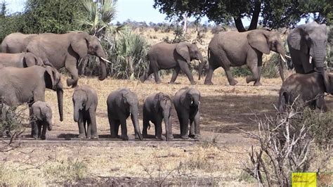 Watch Elephants Enjoy Life In Kruger National Park Youtube