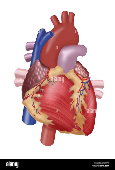 Anatomia Del Cuore Umano Immagini E Fotografie Stock Ad Alta