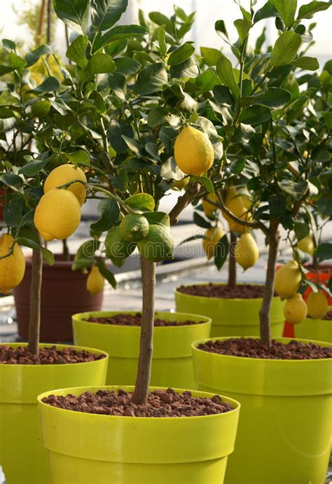 A fruit tree planted outside of its preferred environment will struggle, no apricots are a small ornamental tree that offers an early spring blossom and plenty of golden yellow fruit afterward. Small Lemon Trees Growing On Yellow Pots Stock Image ...