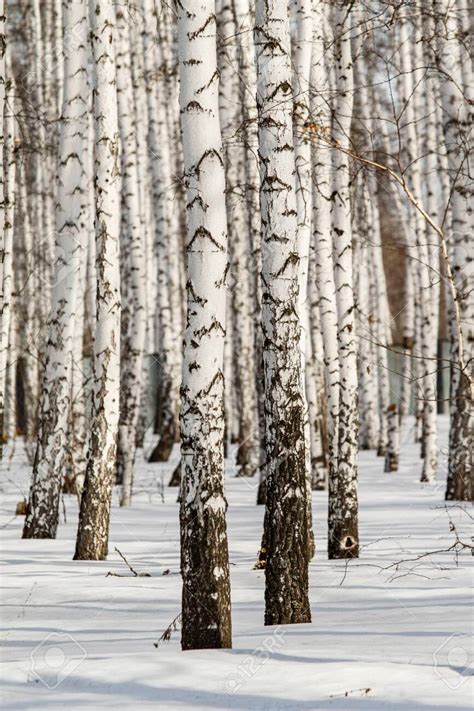 Birch Forest Winter Landscape Stock Photo Picture And Royalty Free