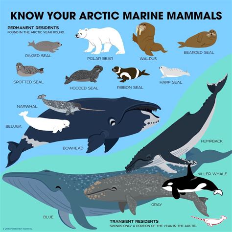 Arctic Ocean Animals Facts Animals World