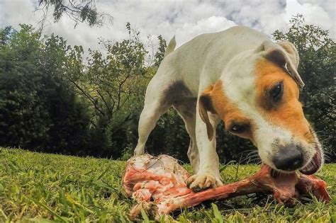 Can Dogs Eat Cooked Bones Understanding The Dangers Practical Paw