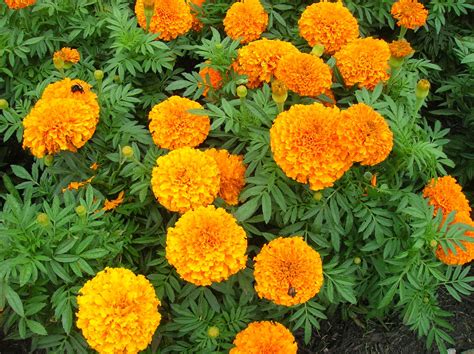 How To Grow Marigold Growing And Caring For Marigolds