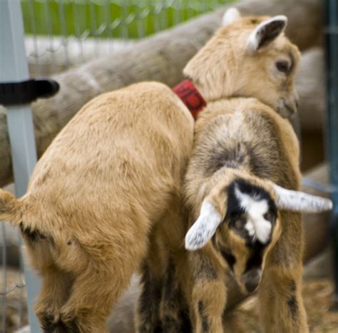 Img3509 Baby Goat Love Brandon Oconnor Flickr