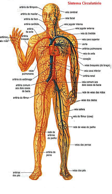 Arterias Arterias Do Corpo Humano Corpo Humano Sistema Linfatico Porn