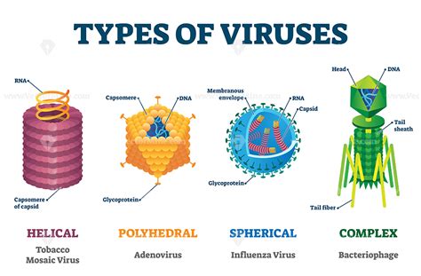 Biology Virus Labeled Diagram Virus Info