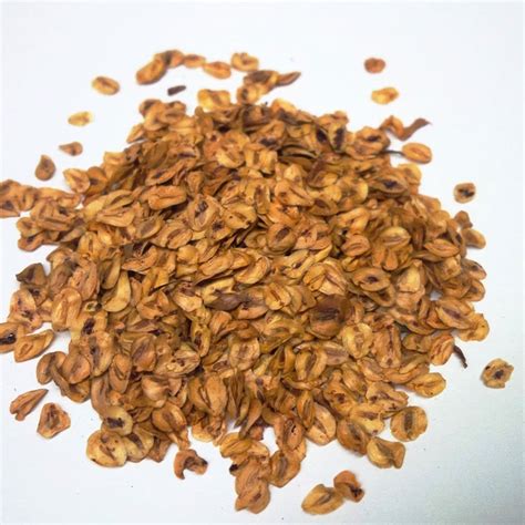 Dawn Redwood Seeds Metasequoia Glyptostroboides From A Uk Specialist