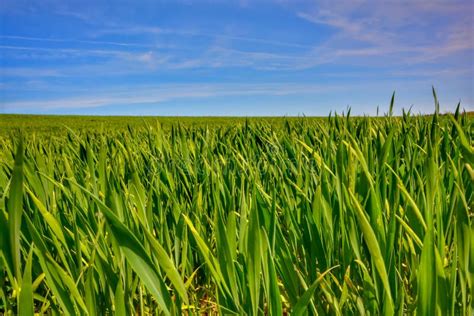 Green Barley Fields And Blue Sky Background Nature Stock Photo