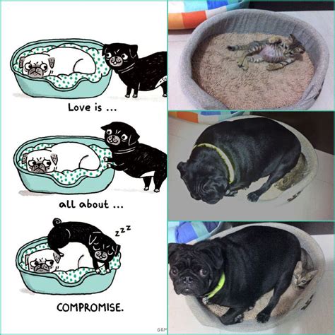 Three Pictures Showing Different Stages Of How To Use A Litter Box For