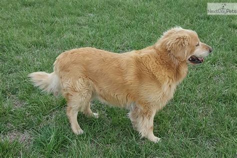 Great to have you here! Golden Retriever puppy for sale near Tulsa, Oklahoma. | 6ea2c2e8-3191