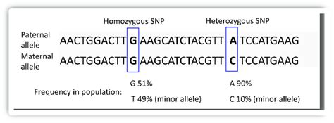 Single Nucleotide Polymorphism SNPs In Individual Genome And In