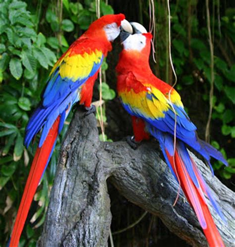 Check out the best models price in a hot and humid country like india, being able to beat the heat in the comfort of your home is a luxury. MY BIRDS PICS: PARROT'S PRICE IN INDIA