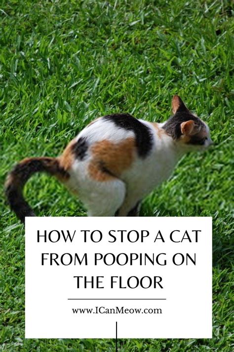 How To Stop A Cat From Pooping On The Floor Cat Poop Cat Pooping On