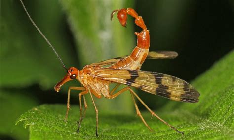 Scorpionfly Males Have Enlarged Genitals Resembling Stingers