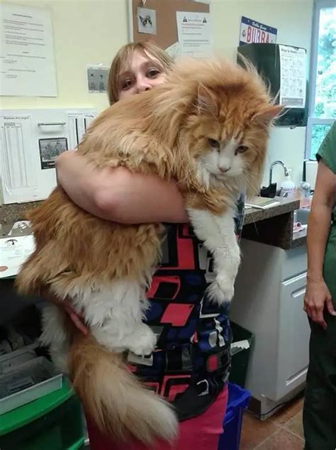Big Fluffy And Definitely Adorable Maine Coon Cat 14 Pictures