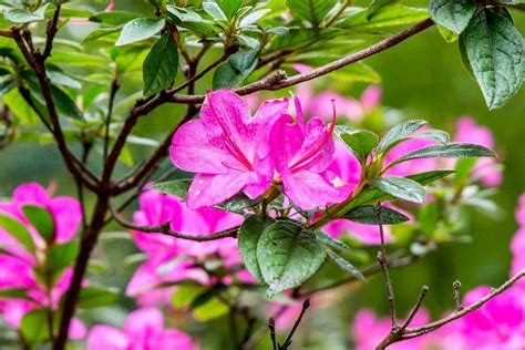 The Complete Azalea Guide How To Grow And Care For Azaleas