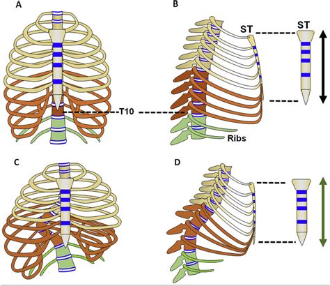 Anatomy Of Ribs And Sternum Schematic Diagram Of The Relationship Between The Sternum It
