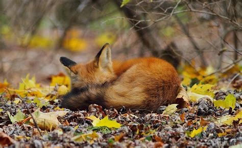 Too Cute To Handle 25 Melt Your Heart Sleeping Fox