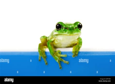 Frog Toad Green High Resolution Stock Photography And Images Alamy