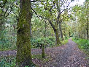 Woodland Paths Miltonrigg © Rose And Trev Clough Geograph Britain