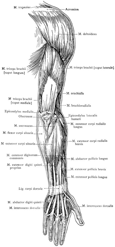 Including diagrams with all the terminology. Posterior View of the Superficial Muscles of the Arm ...