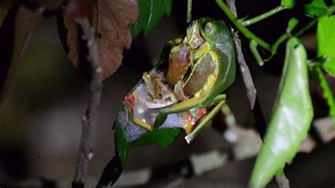 Gliding Frogs In The Mood For Love At Mojo Plantation Youtube