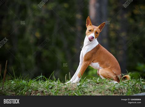 Sitting Basenji Dog Image And Photo Free Trial Bigstock