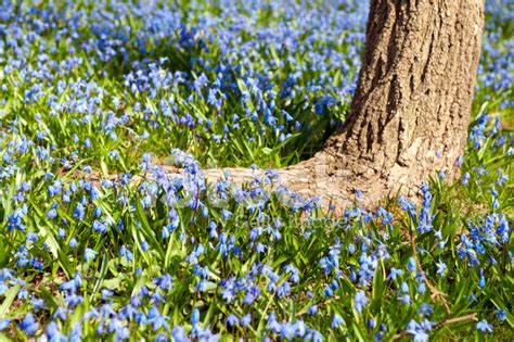 Bluebells In Spring Stock Photo Royalty Free Freeimages