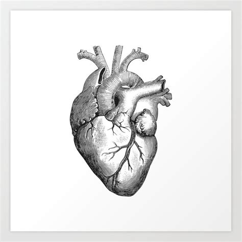 Real Anatomical Human Heart Drawing Art Print By Azza1070