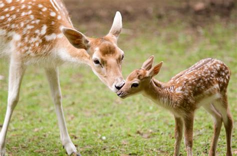 Deer Mother And Baby Felicia Grant Certified Medium