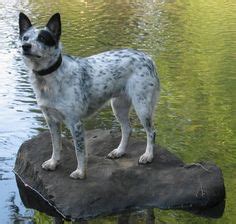 The australian cattle dog has its roots set deep into australia's history, dating as far back as when the continent was first being settled by the british. 1000+ images about Hilo's Peeps on Pinterest | Australian ...