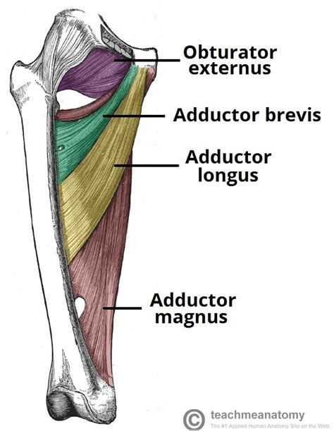 Groin Muscle Anatomy Groin Muscles Diagram Diagram Of Groin