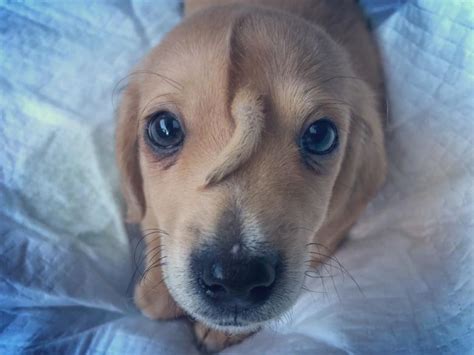 Meet Narwhal The Ridiculously Adorable Missouri Puppy