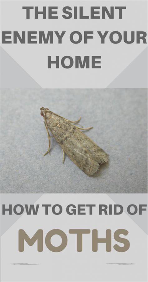 The Silent Enemy Of Your Home How To Get Rid Of Moths